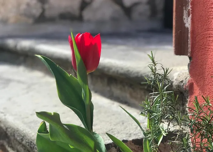 Дом отдыха Domus Carolina *